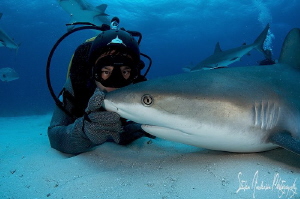 Making peace and quiet with this Reef Shark. All sharks n... by Steven Anderson 